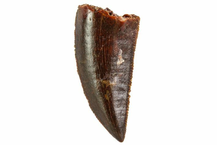 Serrated, Raptor Tooth - Real Dinosaur Tooth #109493